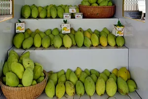 Xoài Đồng Tháp chinh phục thị trường quốc tế