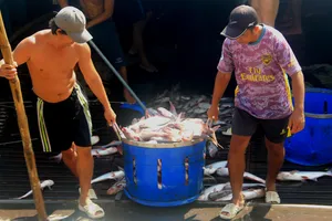 Xuất khẩu thủy sản và gạo của Đồng Tháp tăng trưởng ấn tượng