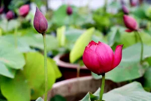 Bộ trưởng Lê Minh Hoan: 'Phải bán cả câu chuyện về sen cho khách hàng'