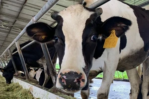 Trà Vinh: Dự án nuôi dê kiểu mẫu nhưng lại xây nhà nuôi yến, nuôi bò