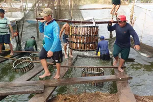 Sắp diễn ra lễ hội cá tra tại Đồng Tháp