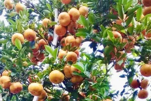 Đồng Tháp: Nhiều lễ hội hấp dẫn trước thềm Tết Nguyên Đán 