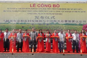 Gần 30 tấn khoai lang đầu tiên bán chính ngạch sang Trung Quốc