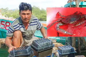 Nuôi cua biển trong hộp nhựa dưới tán rừng ven biển Phú Quốc