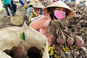 Vĩnh Long tổ chức Festival Nông sản Việt Nam