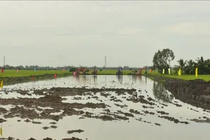 An Giang khẩn trương tìm nguồn cát cho cao tốc Châu Đốc - Cần Thơ - Sóc Trăng