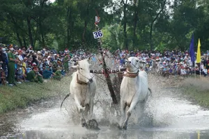 Lên kế hoạch đến Tri Tôn xem biểu diễn mô tô địa hình, đua bò Bảy Núi dịp lễ Sene Dolta