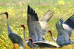 Đồng Tháp: Gần 185 tỉ đồng bảo tồn và phát triển sếu đầu đỏ