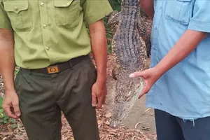 Đã bắt được 8 con cá sấu sổng chuồng ở Kiên Giang