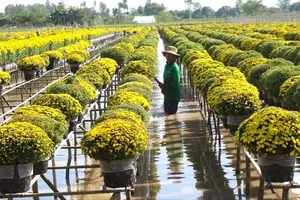 Sắp diễn ra Festival hoa - kiểng Sa Đéc 