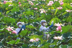 Đồng Tháp sẽ thực hiện Bản đồ từ Sen lớn nhất Việt Nam