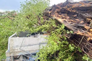 Mưa giông ở An Giang: Hàng loạt cây xanh đổ ngã, hàng chục ngôi nhà tốc mái