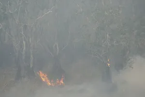 Đang cháy tại Vườn quốc gia Tràm Chim Đồng Tháp