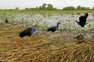 Người hơn 30 năm giữ Vườn Quốc gia Tràm Chim, luôn hy vọng đàn sếu đầu đỏ trở về