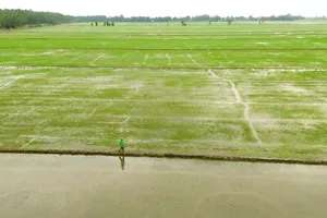 Vườn Quốc gia Tràm Chim: Phát triển mô hình lúa sinh thái kết hợp bảo tồn sếu đầu đỏ