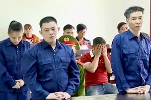 Vĩnh Long: Giả vờ hỏi mua rồi lén đào trộm cây mai tiền tỉ