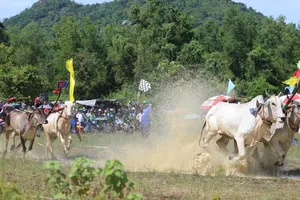 Rộn ràng ngày hội đua bò Bảy Núi