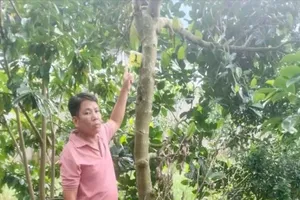 Trộm 2 trái mít trị giá 387 ngàn đồng mà vẫn bị khởi tố, vì sao?