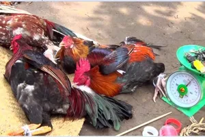 Canh nhiều lần, công an mới phá được tụ điểm đá gà