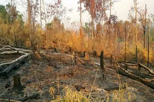 Chuyển công an điều tra vụ phá gần 5 ha rừng để làm rẫy 