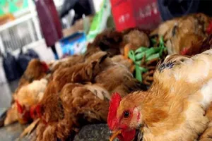 Ngăn chặn gia cầm nhập lậu đề phòng dịch cúm