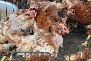 H5N1 bùng phát ở Nam Định, 70 người bị giám sát chặt