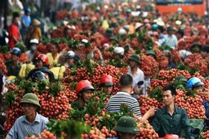 Trung Quốc tăng mua trở lại trái cây Việt Nam 