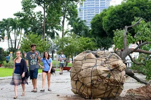 Chùm ảnh: Bứng dưỡng và đốn hạ 75 cây xanh làm metro