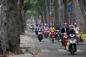 Đốn cây xanh đường Tôn Đức Thắng: GĐ Sở GTVT nói gì?