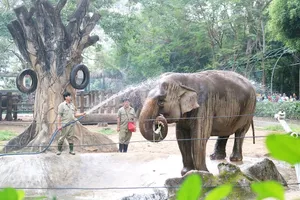 TP.HCM đề xuất hỗ trợ Thảo Cầm viên hơn 23 tỉ đồng để chăm sóc động vật