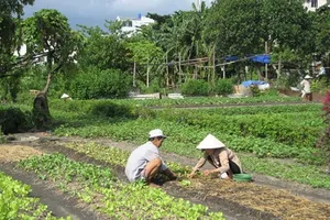 Vườn rau Lộc Hưng. Ảnh: PLO