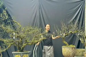 Nhất chi mai, đào Sapa đổ bộ thị trường hoa Tết Sài Gòn