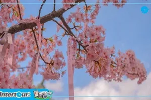 Du lịch Nhật Bản thưởng ngoạn sắc hoa anh đào