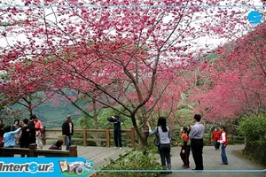 Du Lịch Đài Loan mùa hoa anh đào - vẻ dịu dàng mong manh