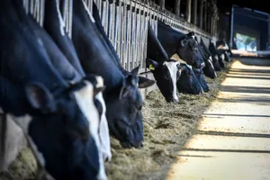 Tập đoàn TH thống lĩnh thị trường sữa tươi Việt Nam