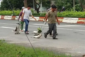 Báo cáo nhanh nguyên nhân cá chết tại Vũng Tàu