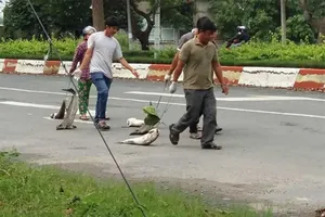 Công bố nguyên nhân cá chết tại Vũng Tàu