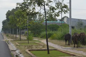 Vũng Tàu “siết” quản lý trâu, bò thả rông trên đường