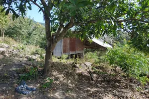 Chiếm đất rừng phòng hộ, người dân bị phạt 50 triệu