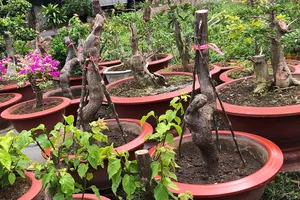 Bắt đối tượng cưa trộm hoa giấy trên đường đẹp nhất Vũng Tàu