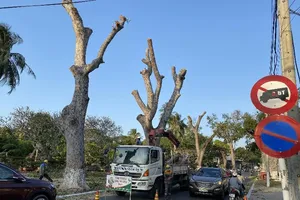 Vũng Tàu: Chặt 50 cây xanh để thi công đường Thống Nhất 