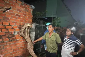 Gốc cây hoa giấy được tìm thấy. Ảnh: CA