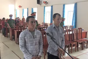 Đào trộm cây khế 30 năm tuổi, 2 người lãnh án 