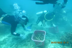 Bà Rịa-Vũng Tàu: Phục hồi thành công san hô khu Ramsar Côn Đảo