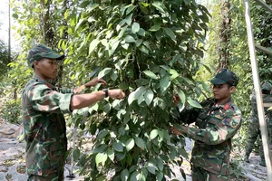 Tiêu rớt giá, Bộ đội giúp người dân thu hoạch