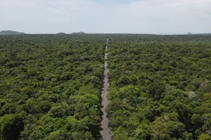 Bà Rịa-Vũng Tàu: Phát hiện 58 cây gỗ quý trong rừng bị ken vỏ trái phép