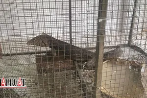 Bà Rịa-Vũng Tàu: 2 vợ chồng bị phạt 576 triệu vì mua bán động vật rừng 