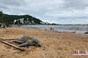 1 con rùa biển có vết rạch trên lưng dạt vào bờ biển Vũng Tàu
