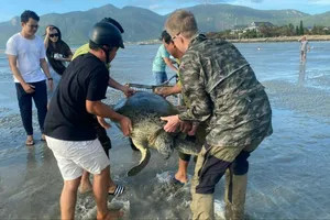 Côn Đảo: Du khách cùng kiểm lâm giải cứu rùa biển bị mắc cạn