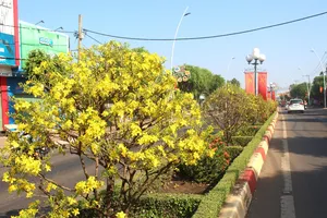 Con đường hoa mai với 1.000 cây, dài 5 km 'độc nhất vô nhị' ở Việt Nam